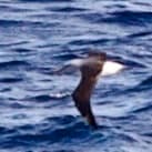 Buller's Albatross