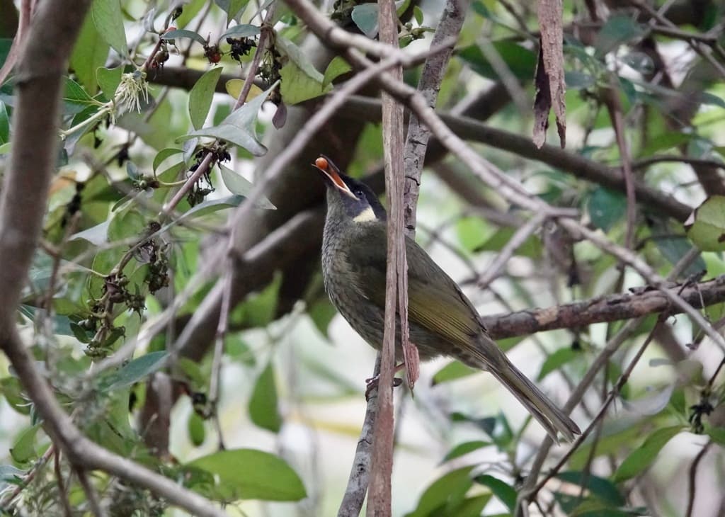 Lewin's Honeyeater