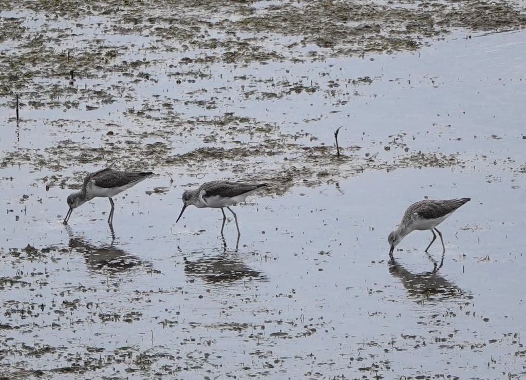 Common Greenshank