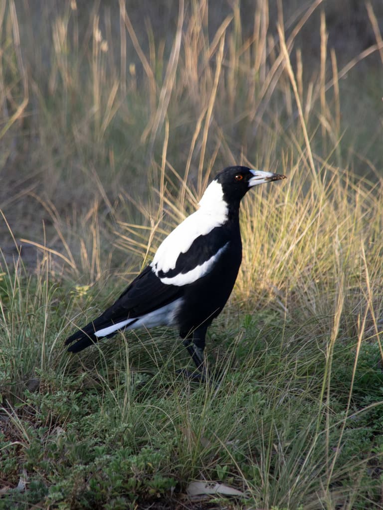 Australian Magpie