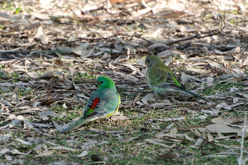 Red-rumped Parrot