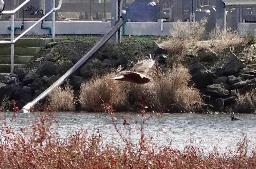 Swamp Harrier