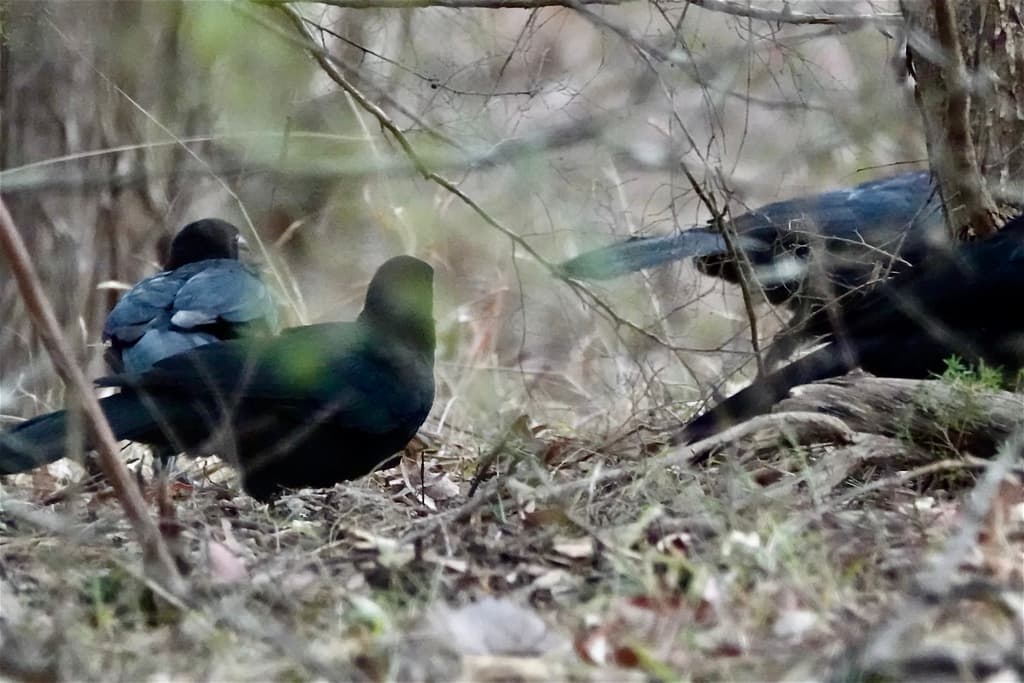 White-winged Chough