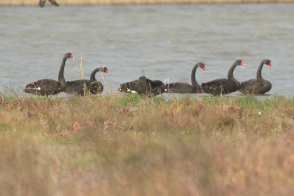 Black Swan
