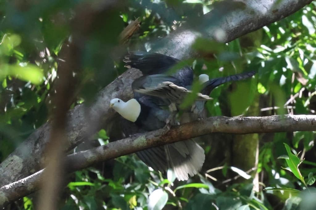 Black-banded Fruit Dove