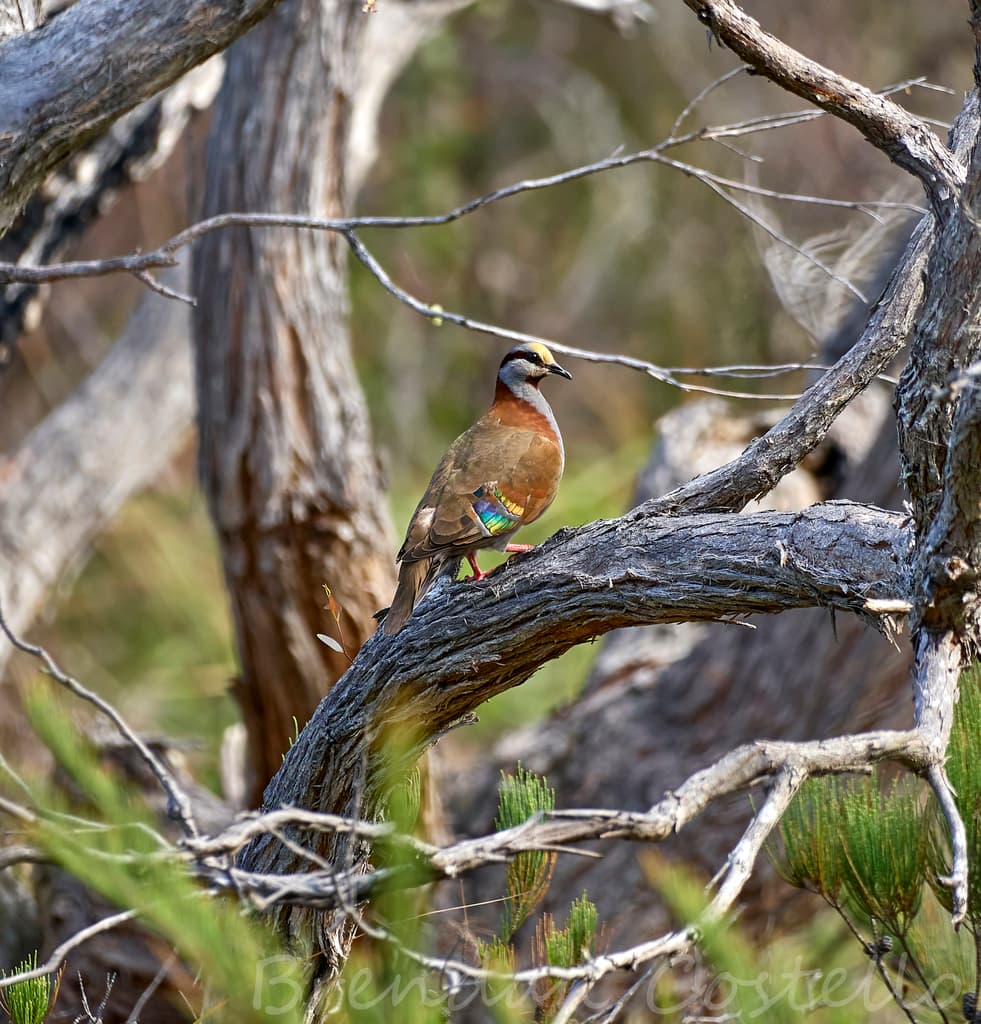 Brush Bronzewing