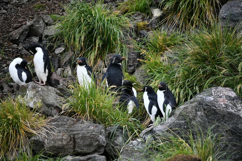 Western Rockhopper Penguin