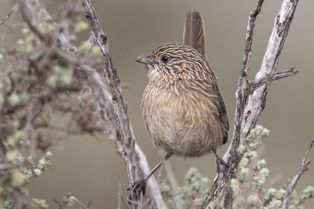 Western Grasswren