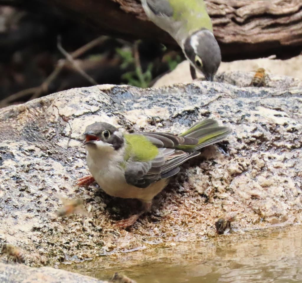 Brown-headed Honeyeater