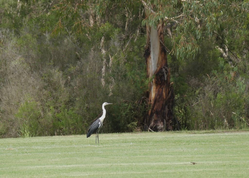 White-necked Heron