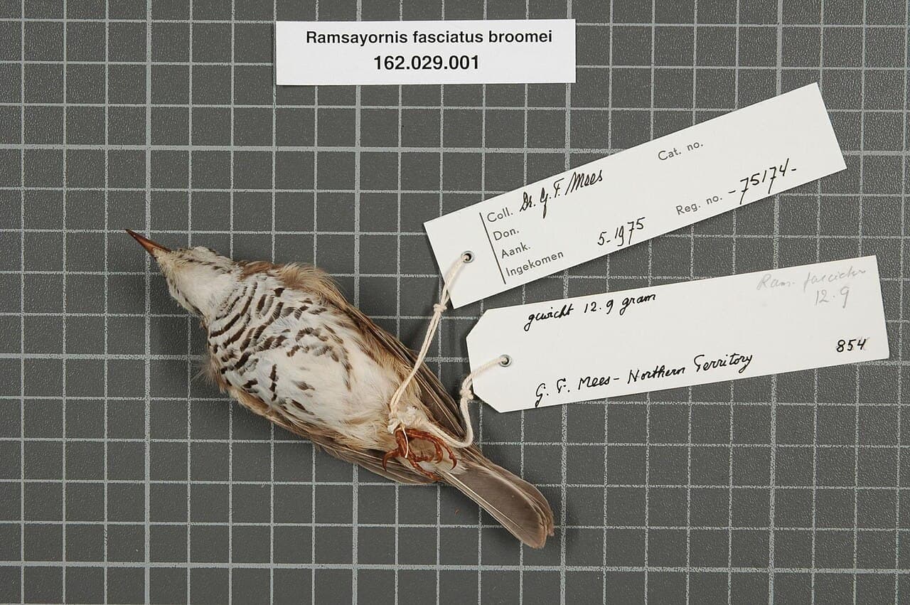 Bar-breasted Honeyeater