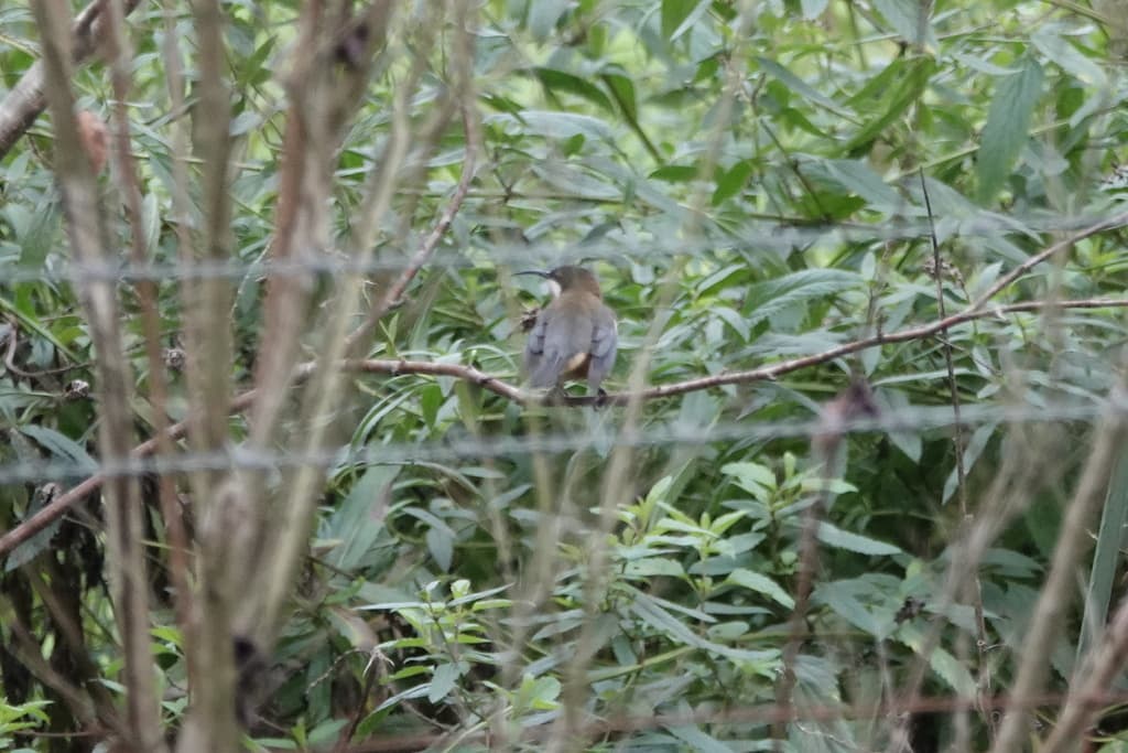 Eastern Spinebill