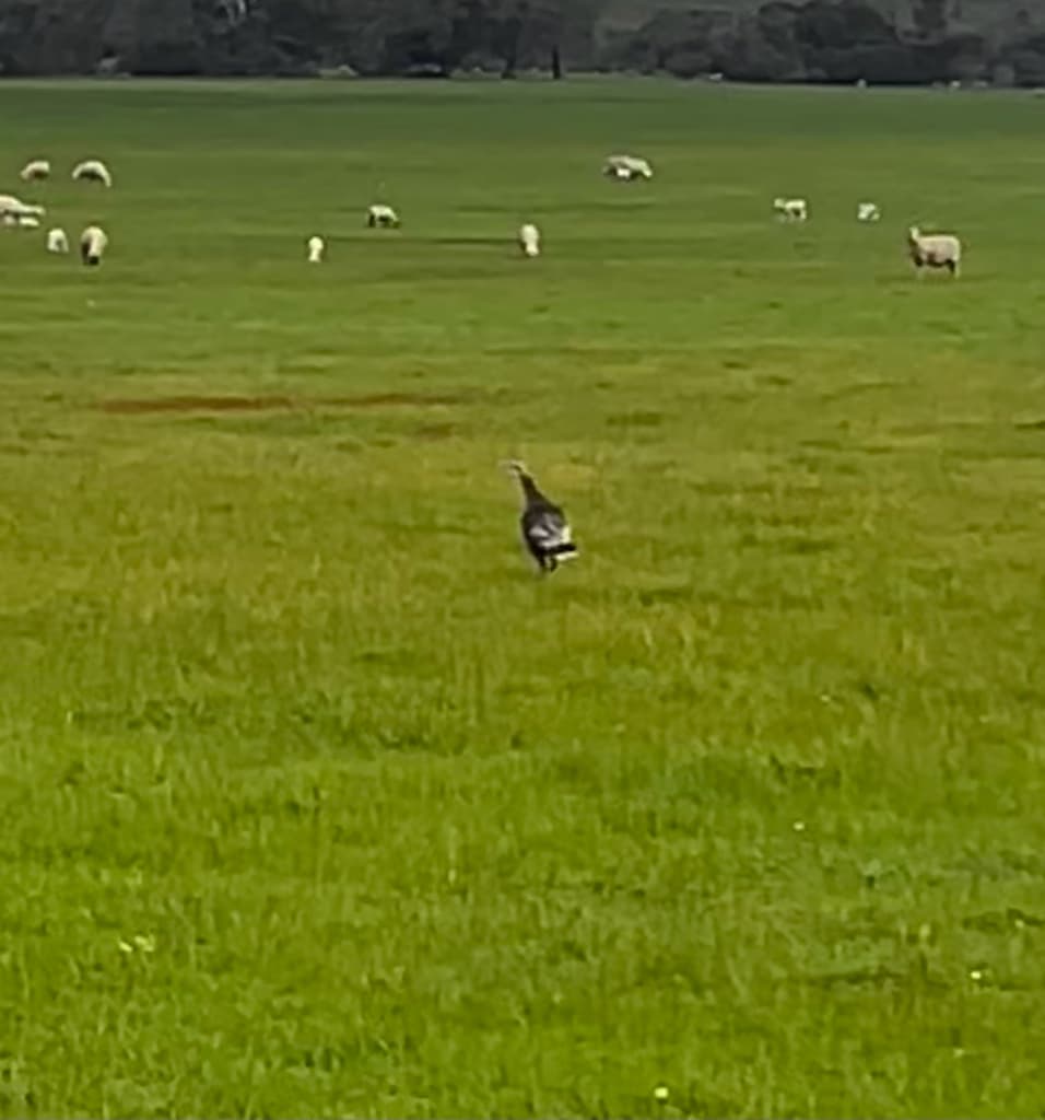 Wild Turkey