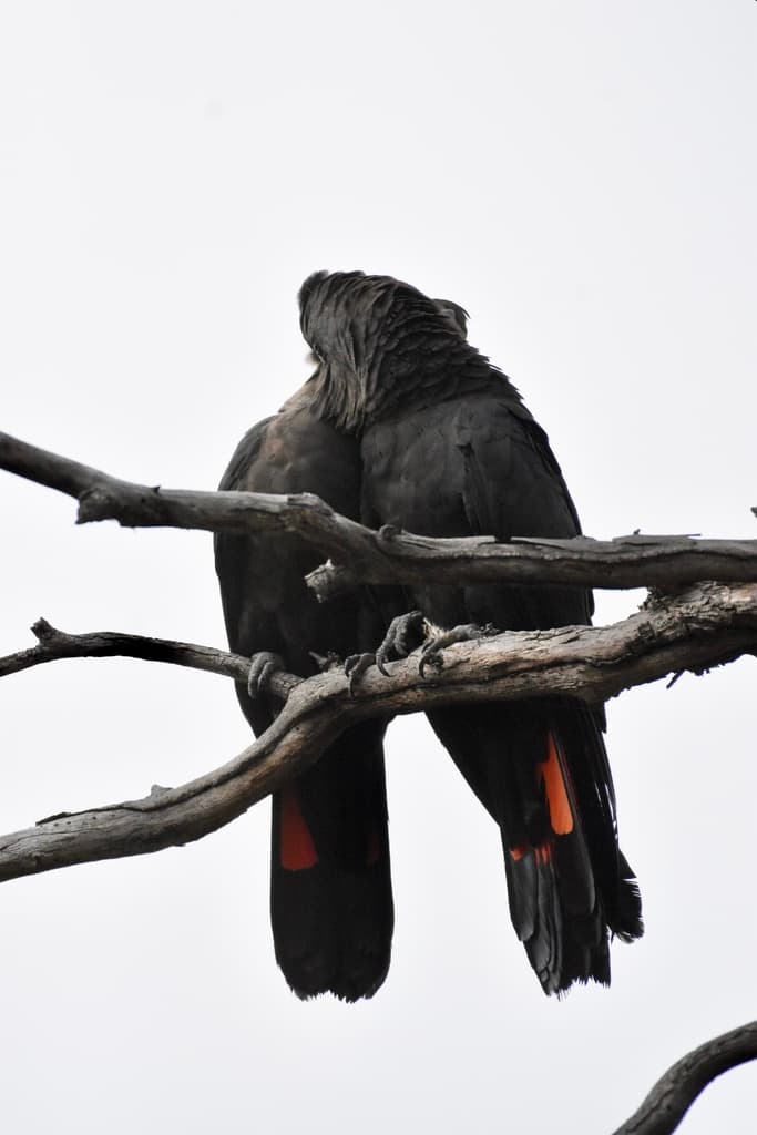 Glossy Black Cockatoo