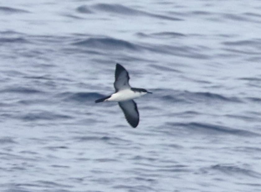 Newell's Shearwater