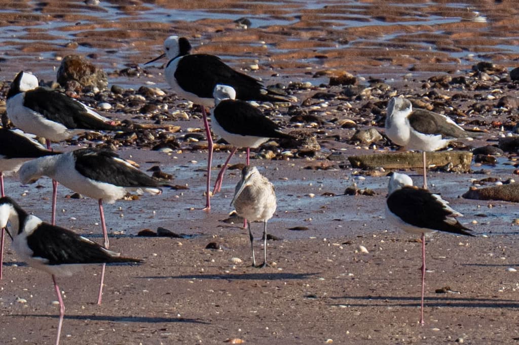 Asian Dowitcher