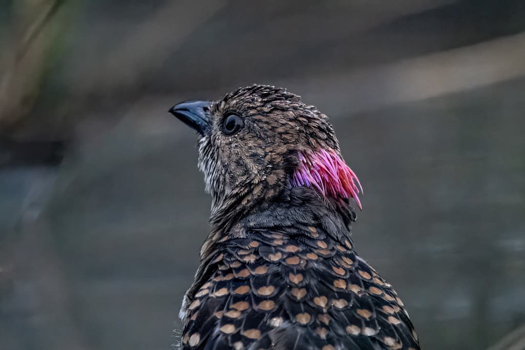 Spotted Bowerbird
