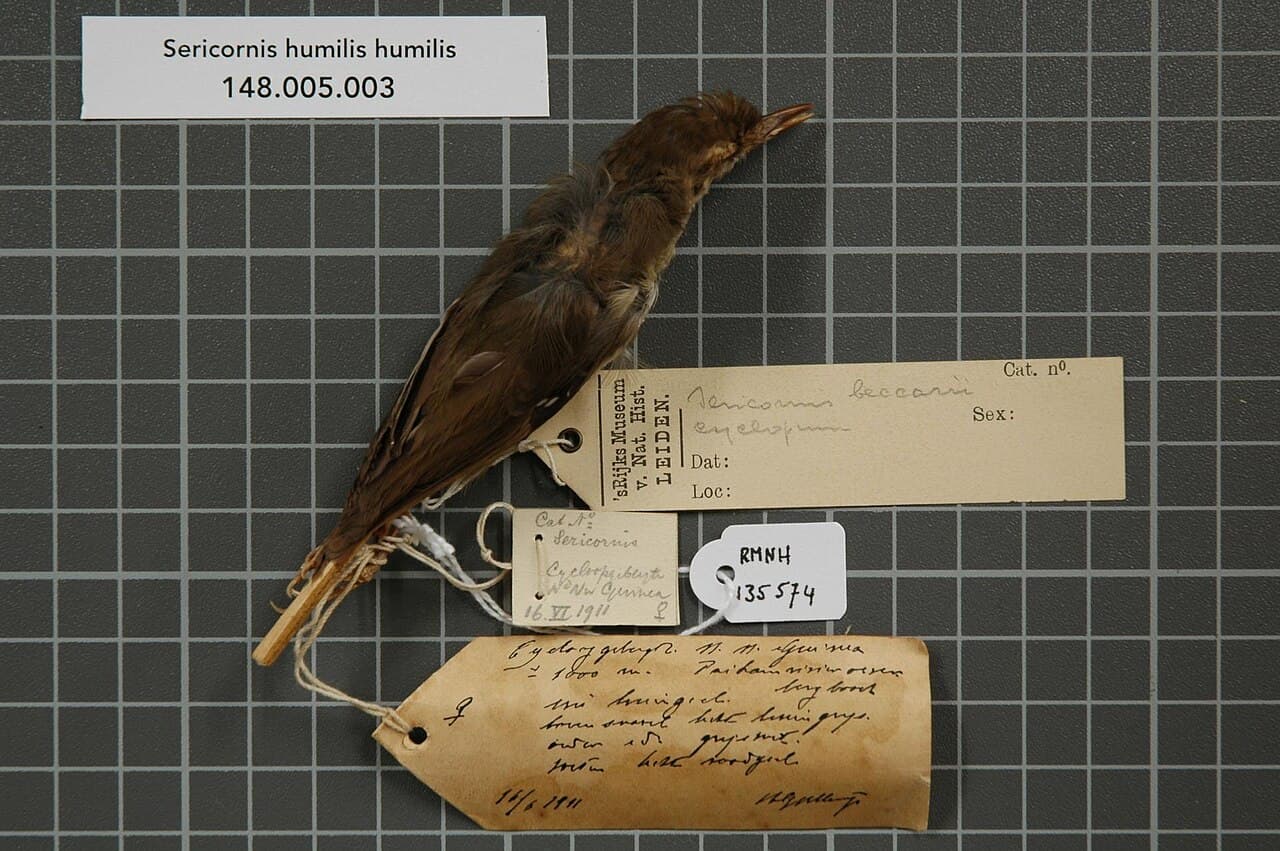 Tasmanian Scrubwren