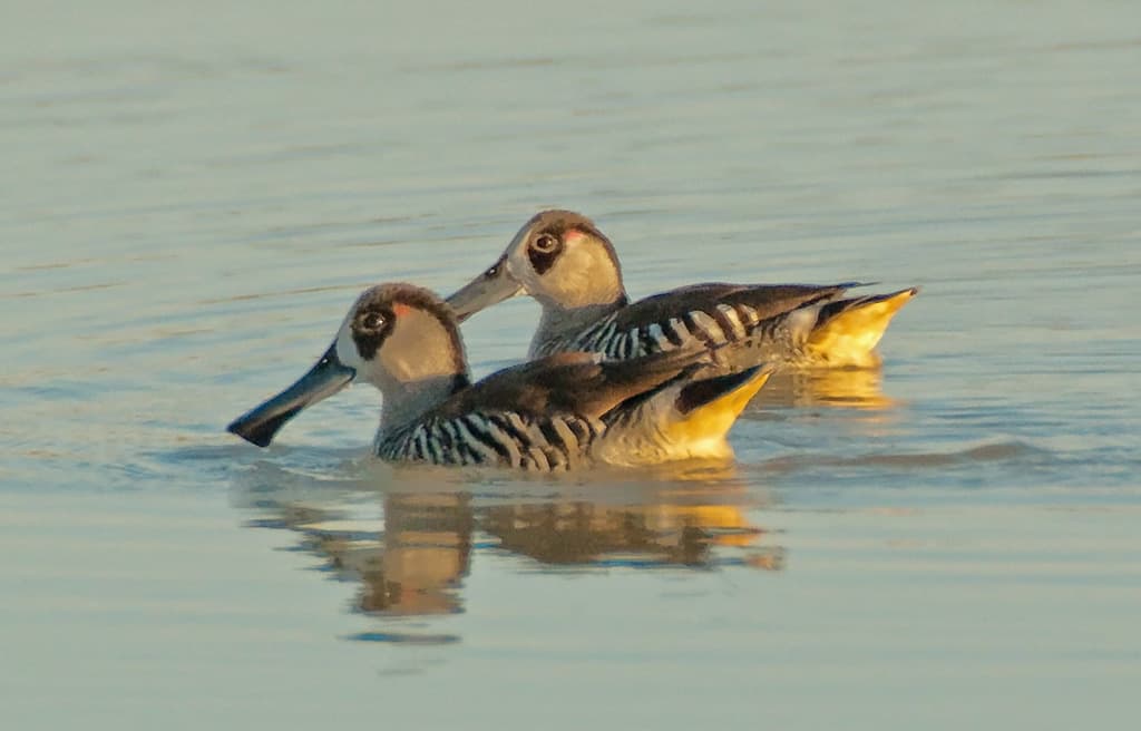 Pink-eared Duck