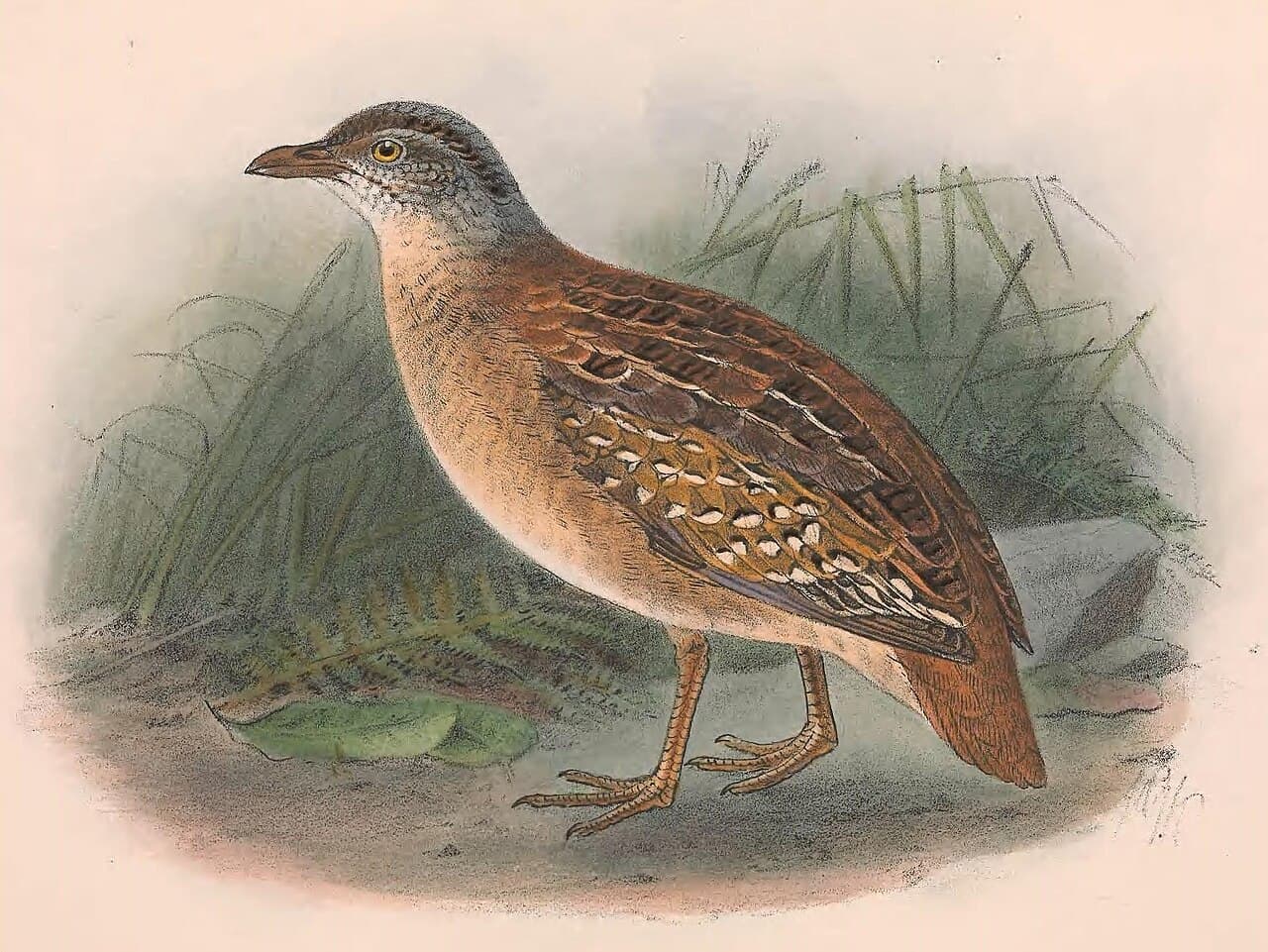 Buff-breasted Buttonquail