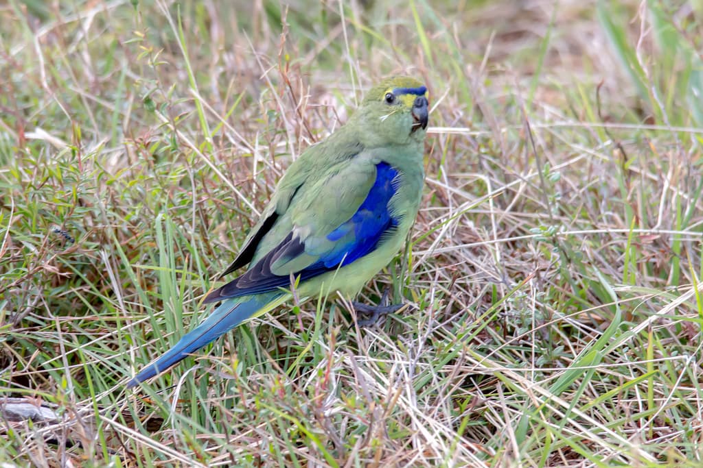 Blue-winged Parrot