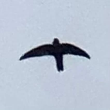Australian Swiftlet
