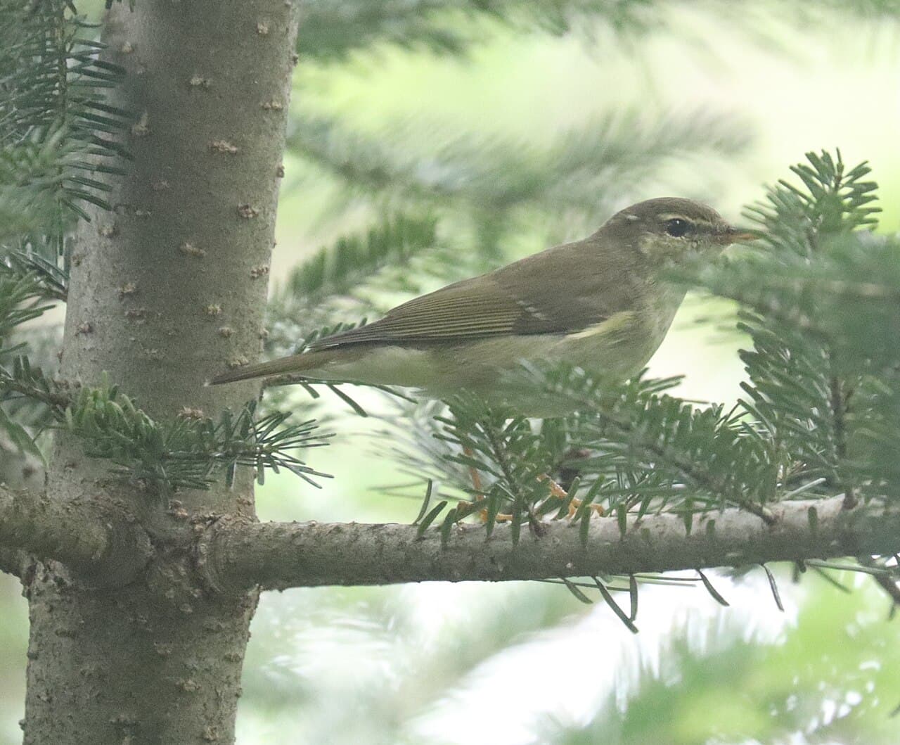 Arctic Warbler