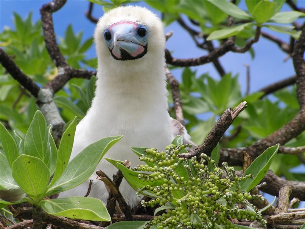 Red-footed Booby