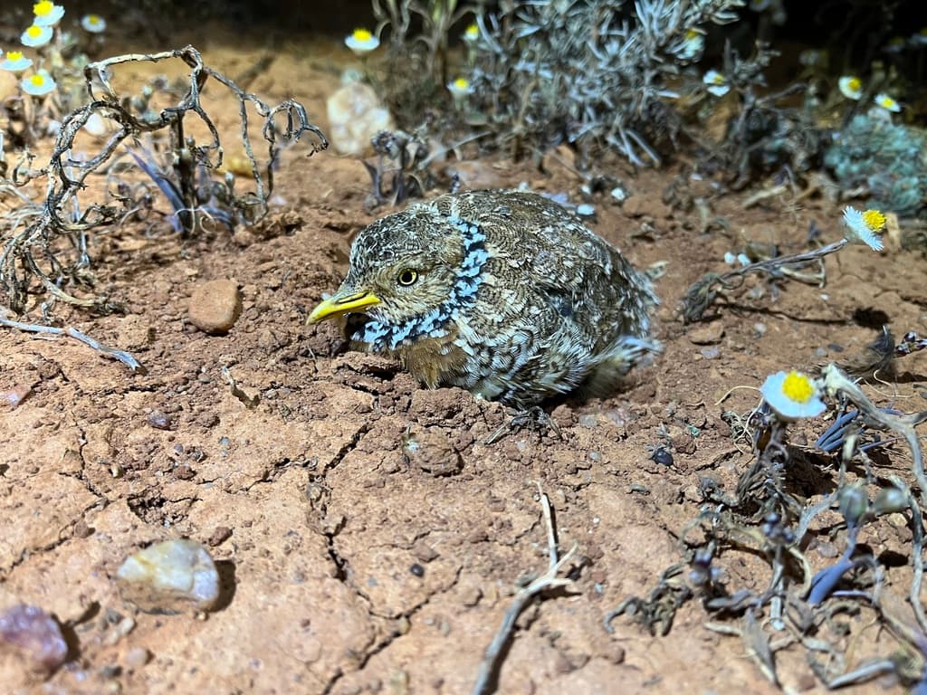 Plains-wanderer