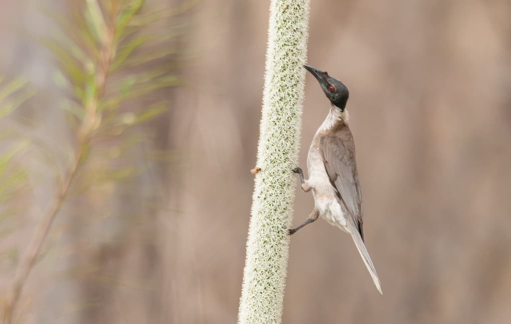 Noisy Friarbird