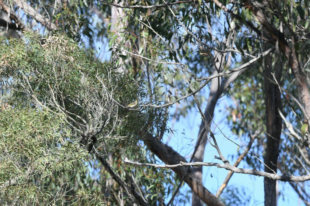 Fuscous Honeyeater