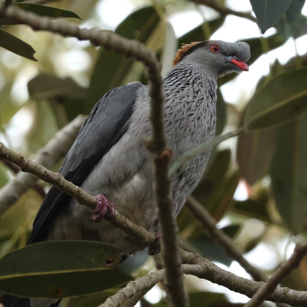 Topknot Pigeon
