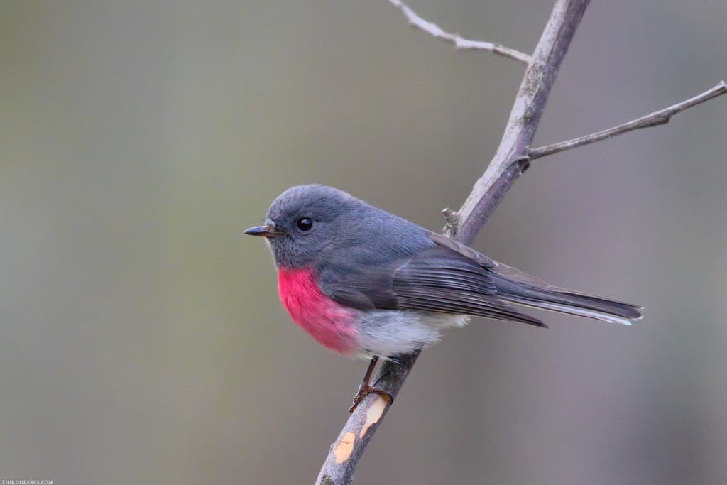 Rose Robin