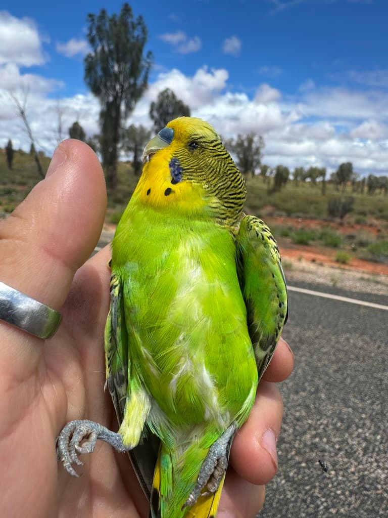 Budgerigar