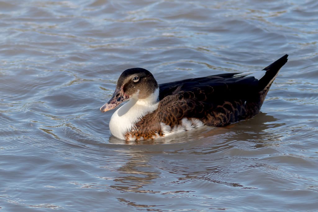 Mallard