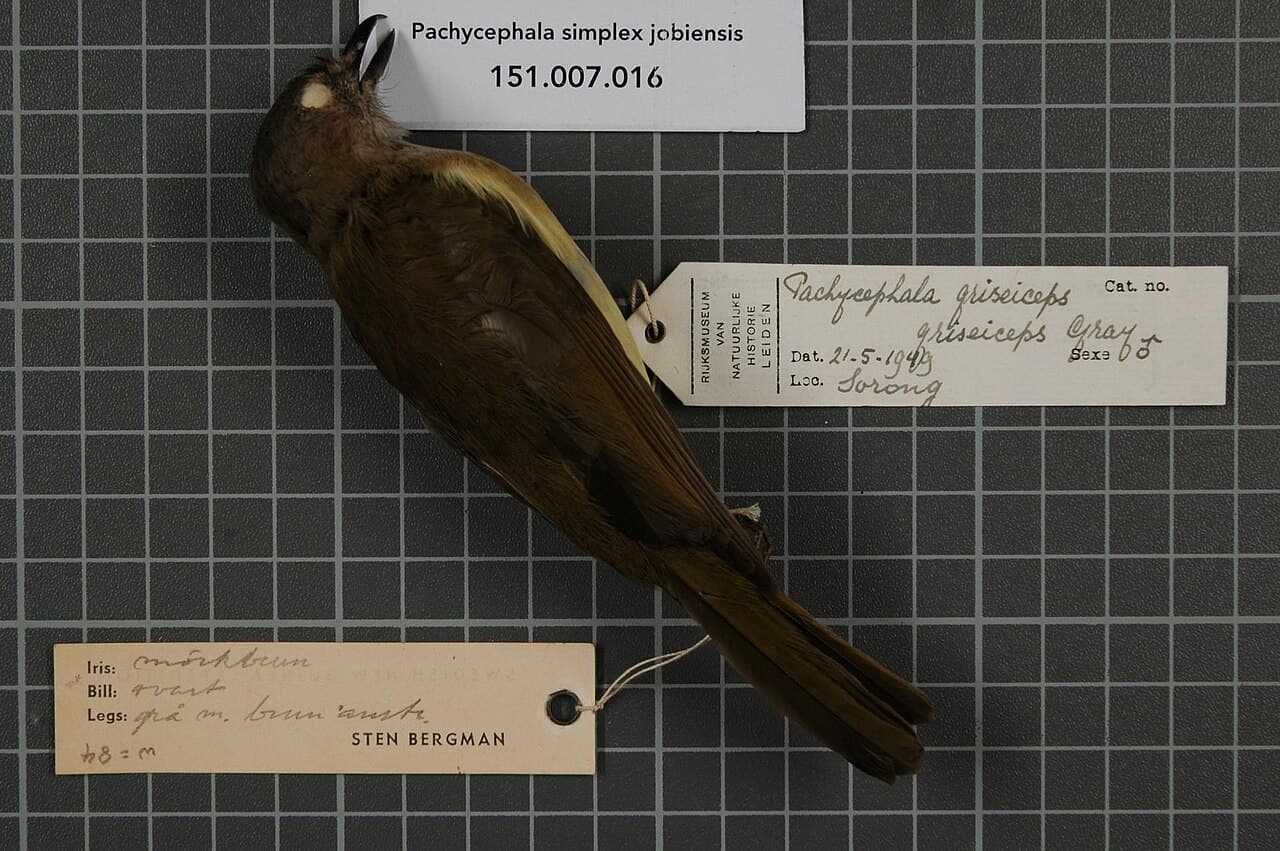 Grey Whistler