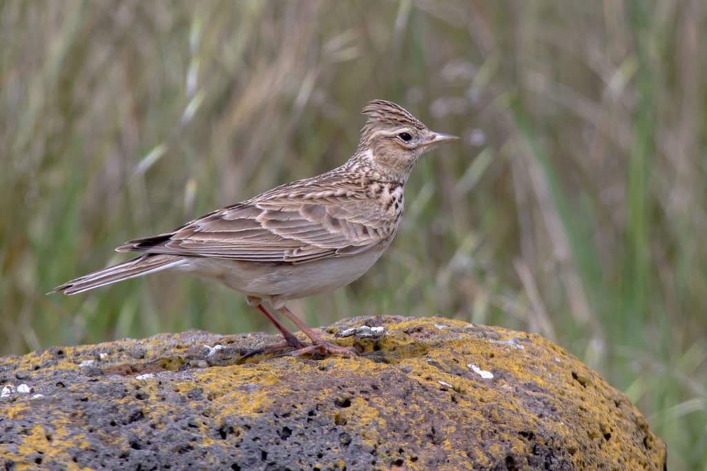 Eurasian Skylark