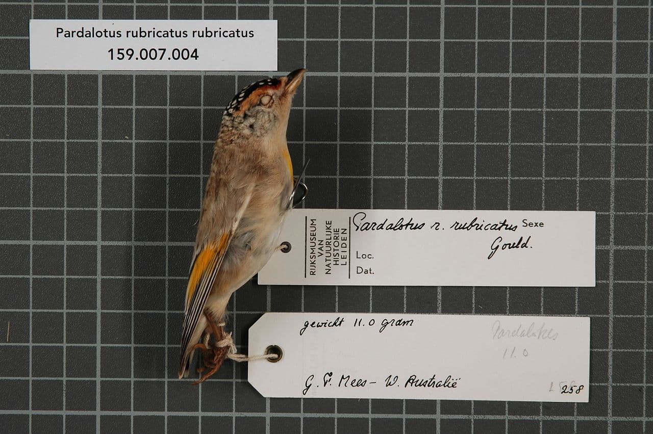 Red-browed Pardalote