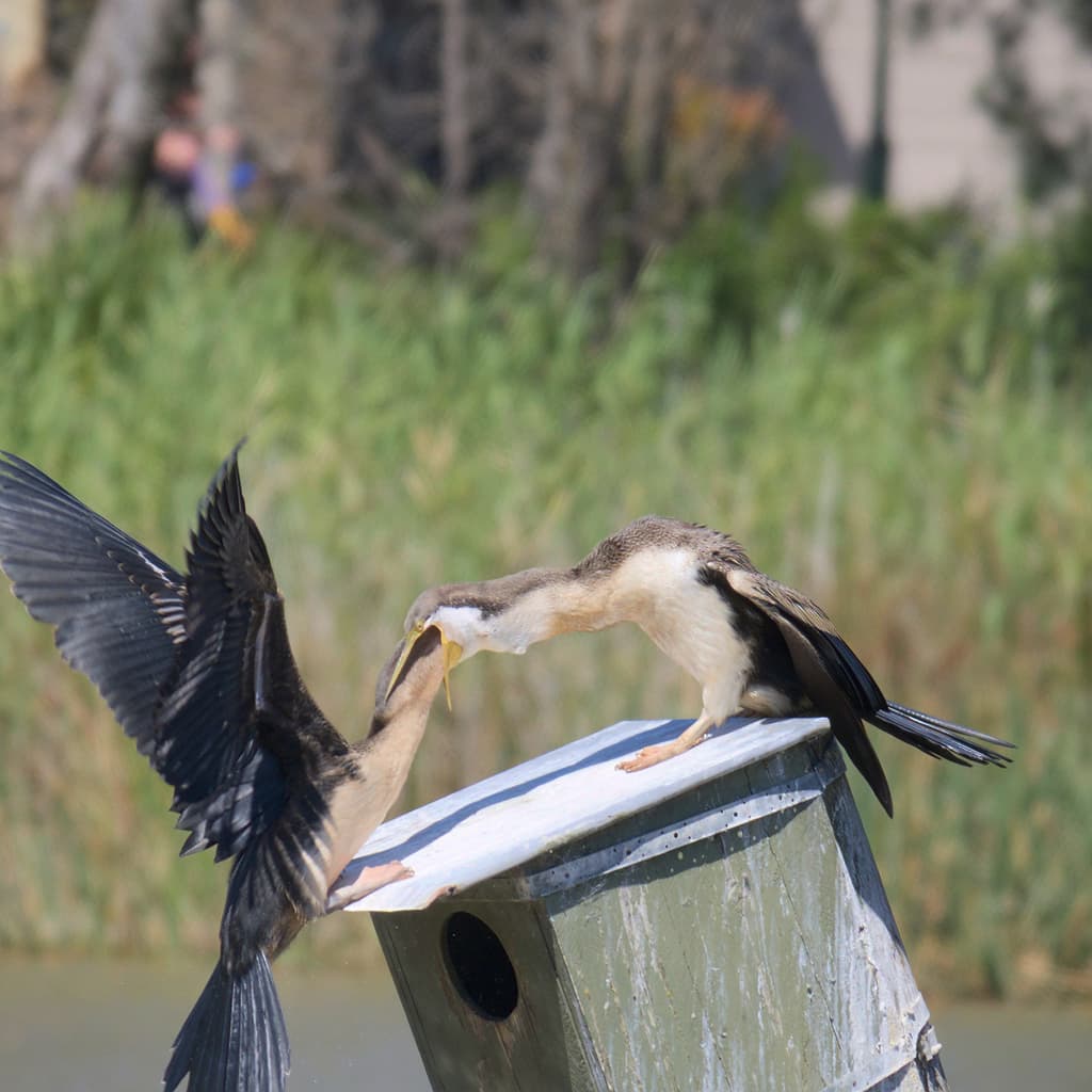 Australasian Darter