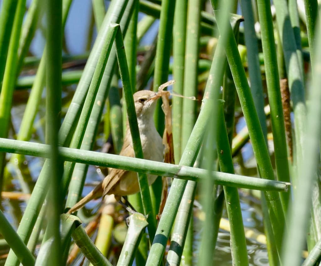 Australian Reed Warbler