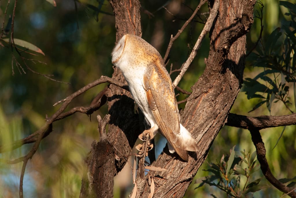 Eastern Barn Owl
