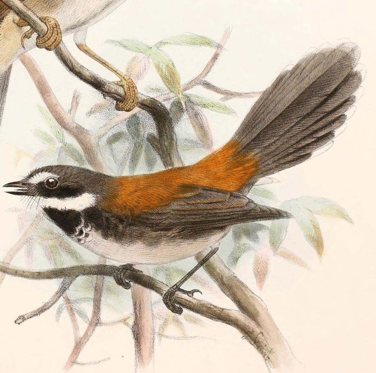 Arafura Fantail