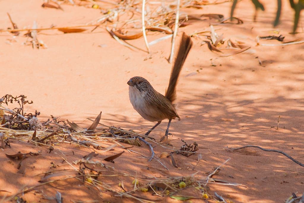 Eyrean Grasswren