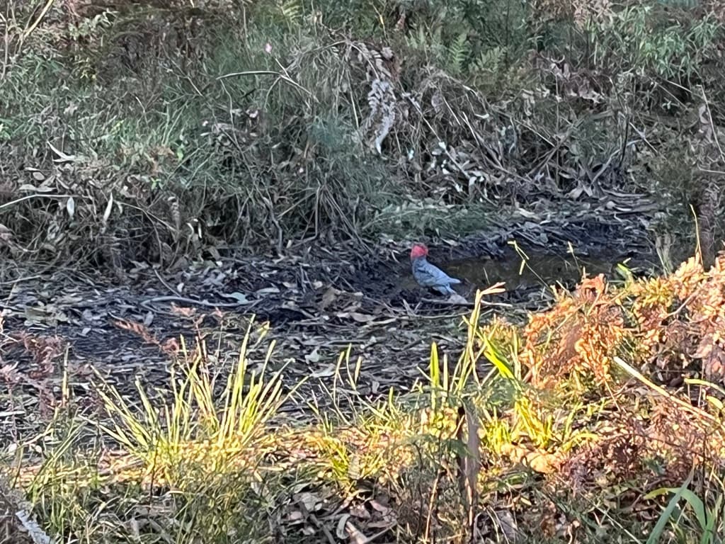 Gang-gang Cockatoo