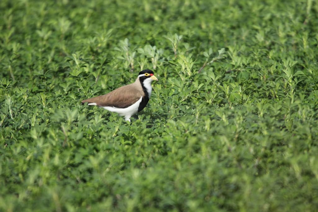 Banded Lapwing