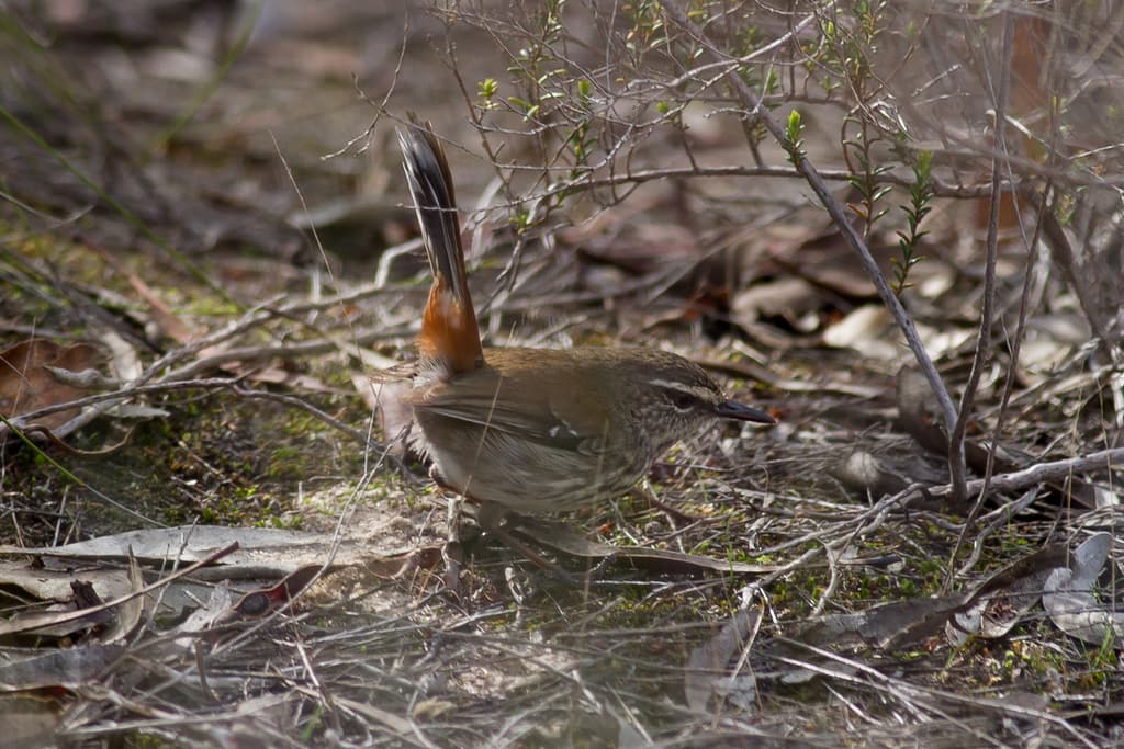 Shy Heathwren
