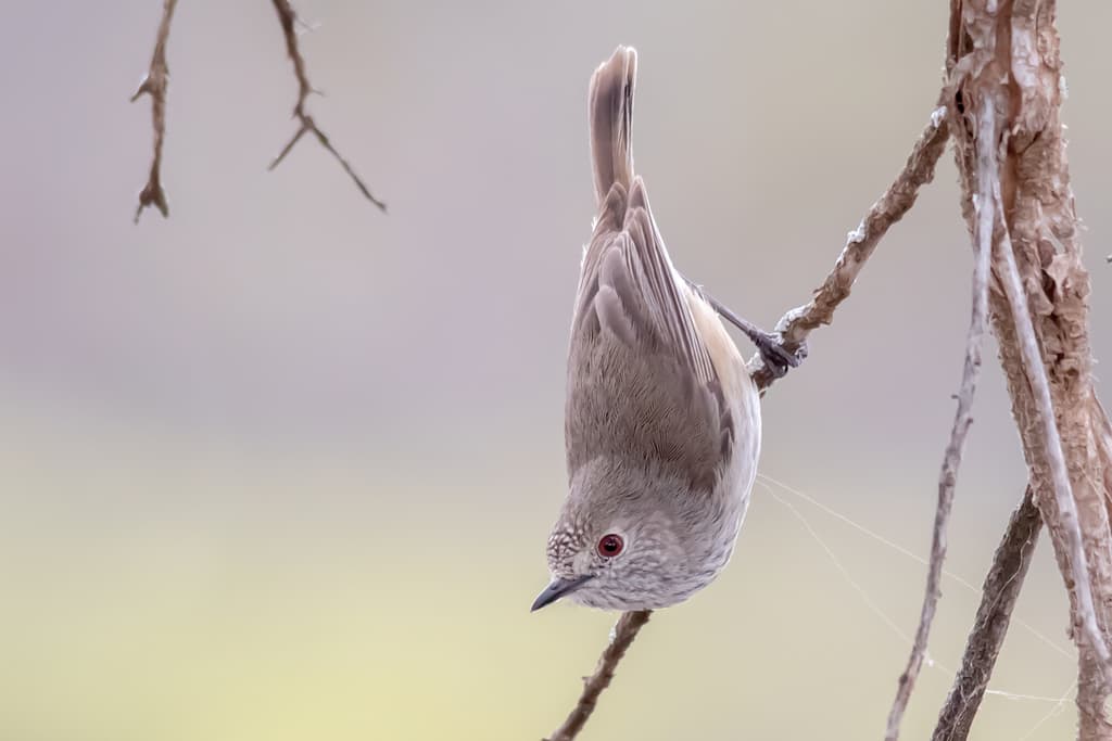 Inland Thornbill