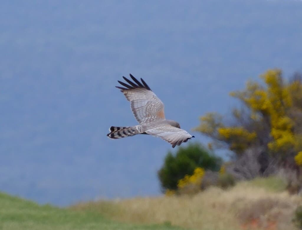 Spotted Harrier
