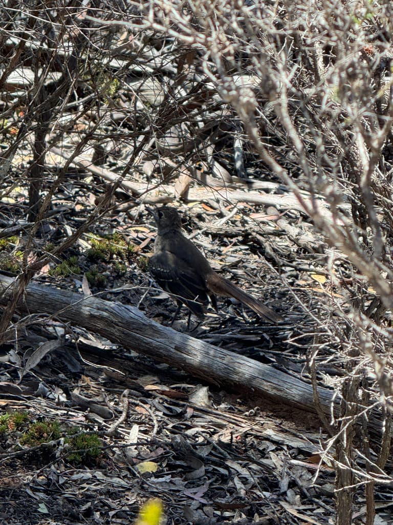 Southern Scrub Robin