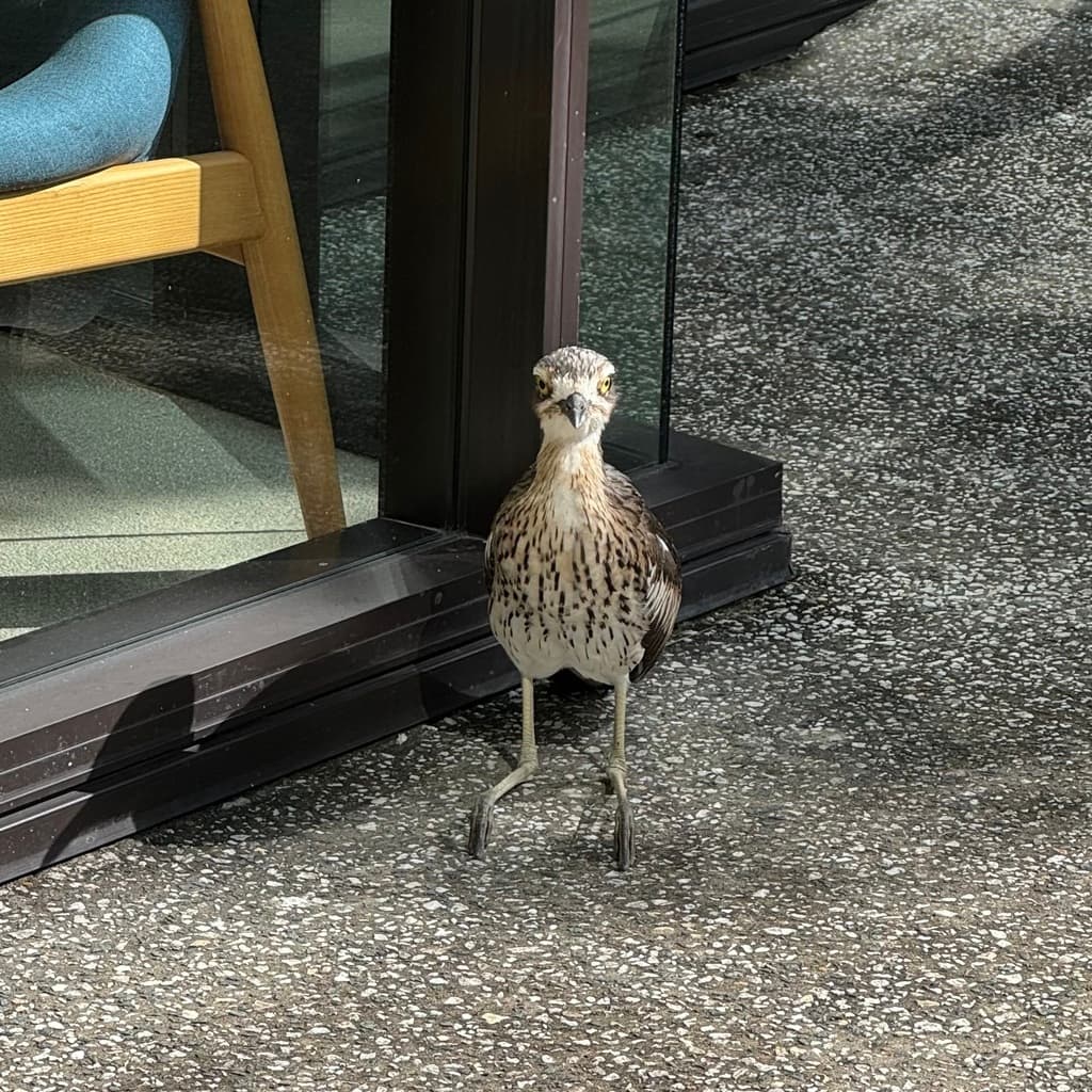 Bush Stone-curlew